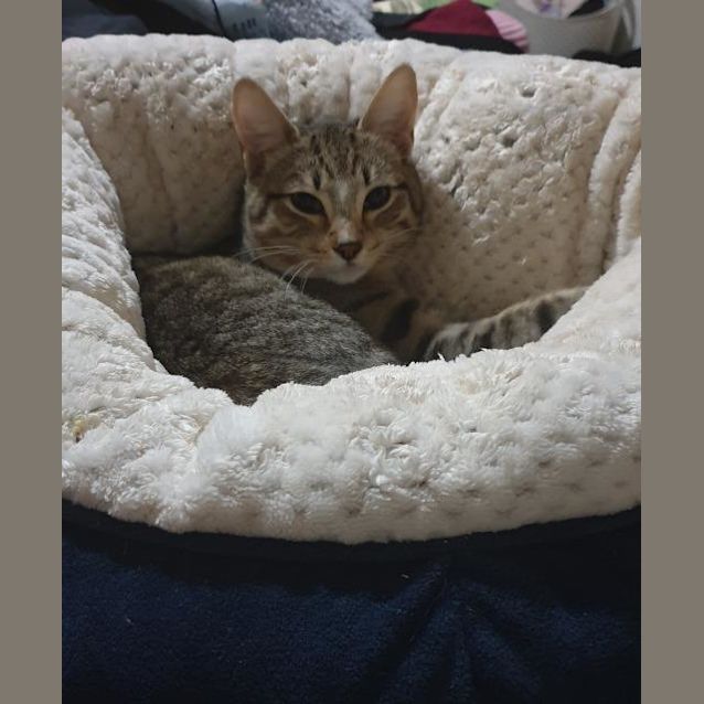Photo of Tiger Lad