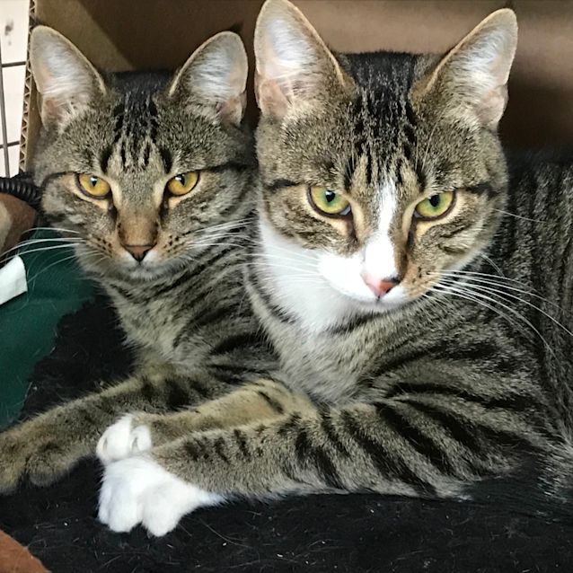 Photo of Henry & Reiko