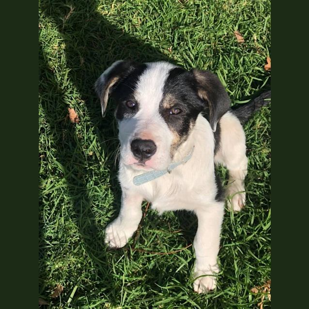 Photo of Benji  Ultimate Puppy Love! 