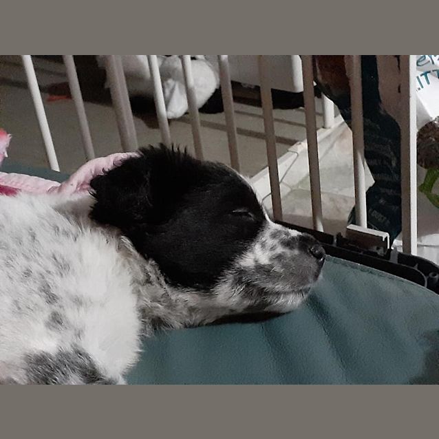 Photo of Pepper