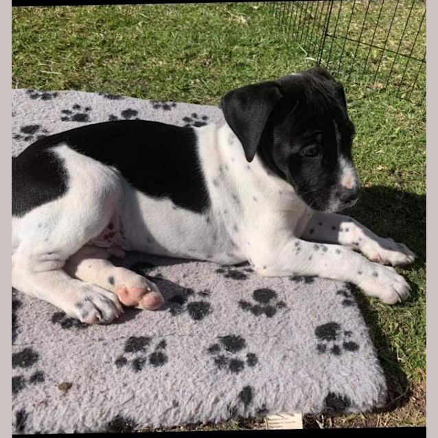 Photo of Thor