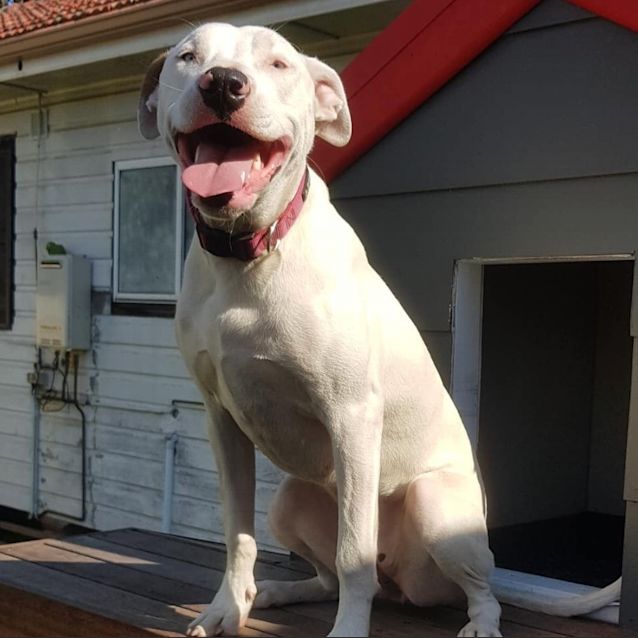 Photo of Luna ~ Bull Arab (On Trial 9/8/19)