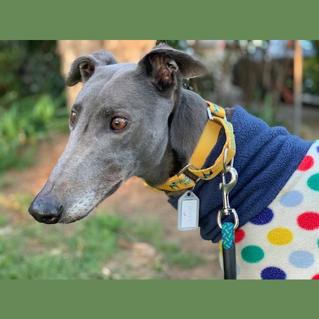Photo of Chilli (On Trial 1 Aug)