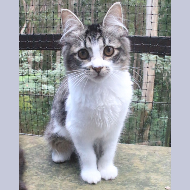 Photo of Peri 