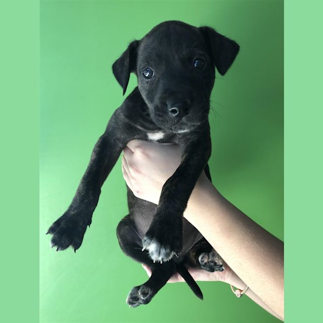 Photo of Rafiki