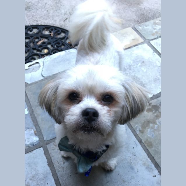 Photo of Pumba ~ Shih Tzu X (On Trial 18/8/19)