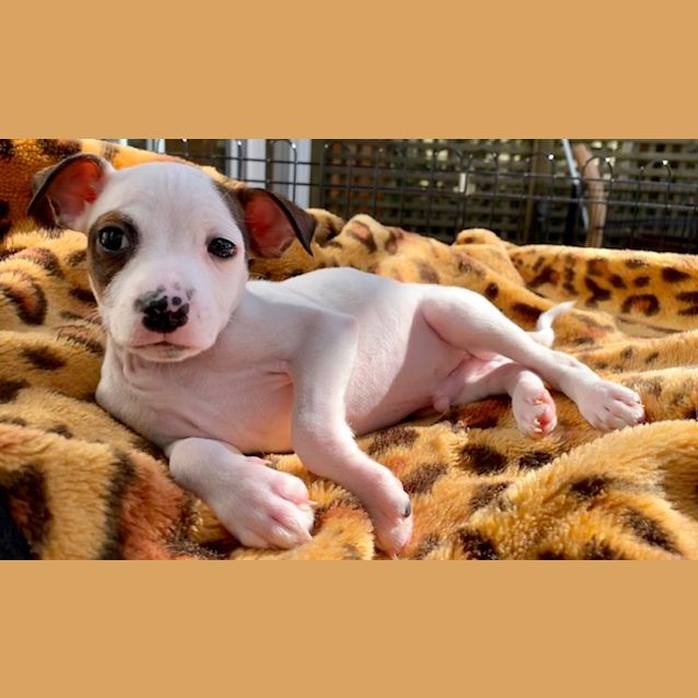 Photo of Patches