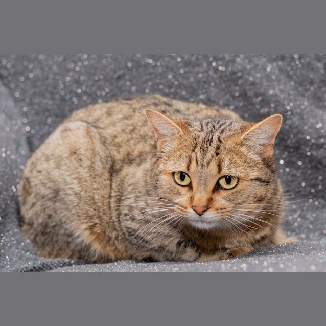 Photo of Cutiee **2nd Chance Cat Rescue**