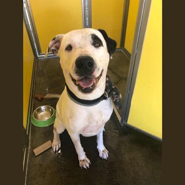 Photo of Pirate