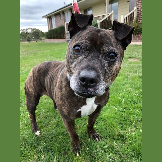 Photo of Bud (Aka Boofa)