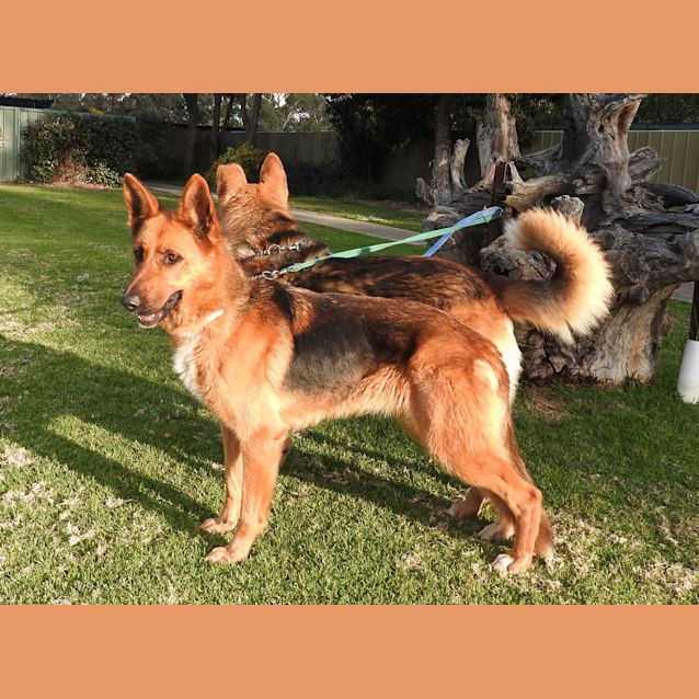 Photo of Luna (Bonded With Chase)