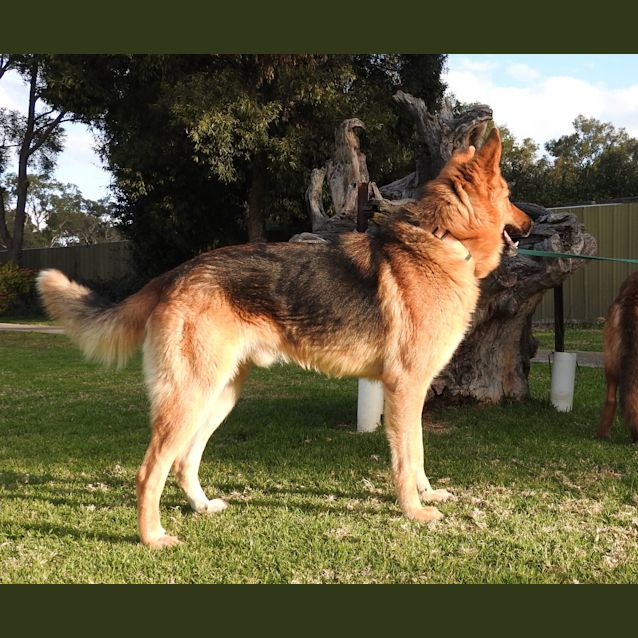 Photo of Chase (Bonded With Luna)