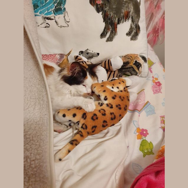 Photo of Willow   Located In Maidstone