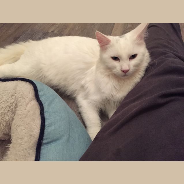 Photo of 🧡Onyx & Amber Bonded Lovebugs🧡