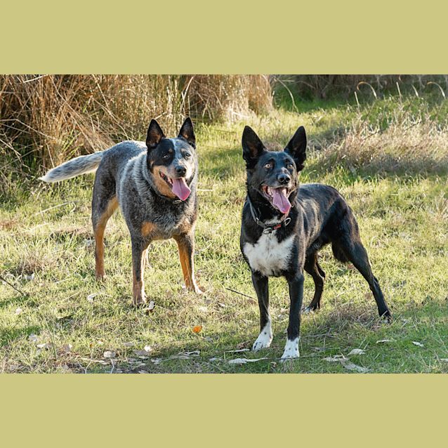 Photo of Bruce & Dougie