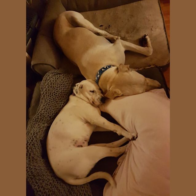 Photo of Bo Peep   Cat, Baby, Dog Friendly!
