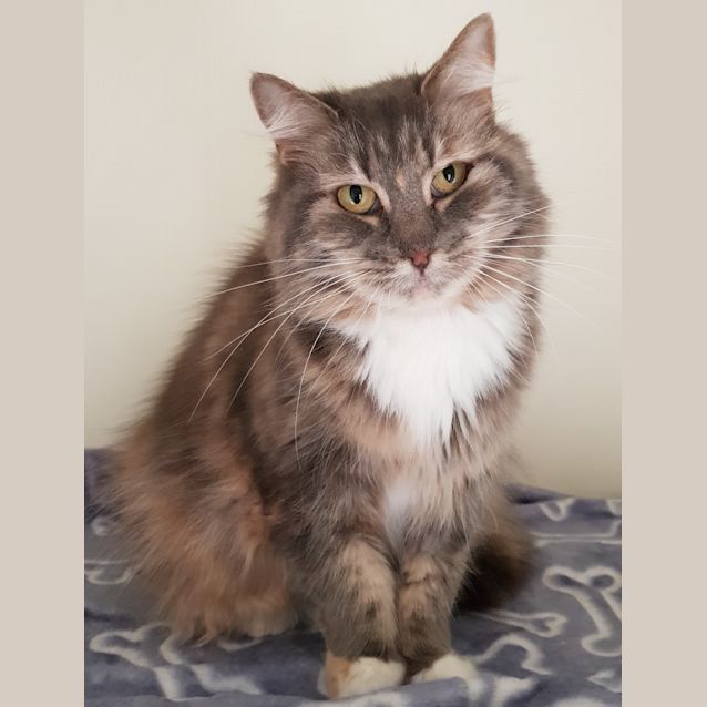 Photo of Socks