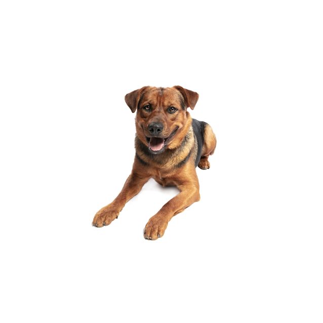 Photo of Tiger