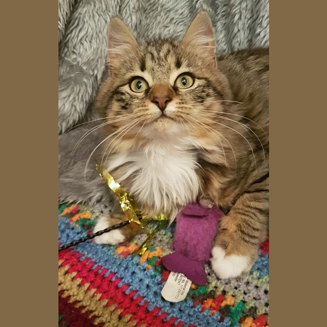 Photo of Tawny