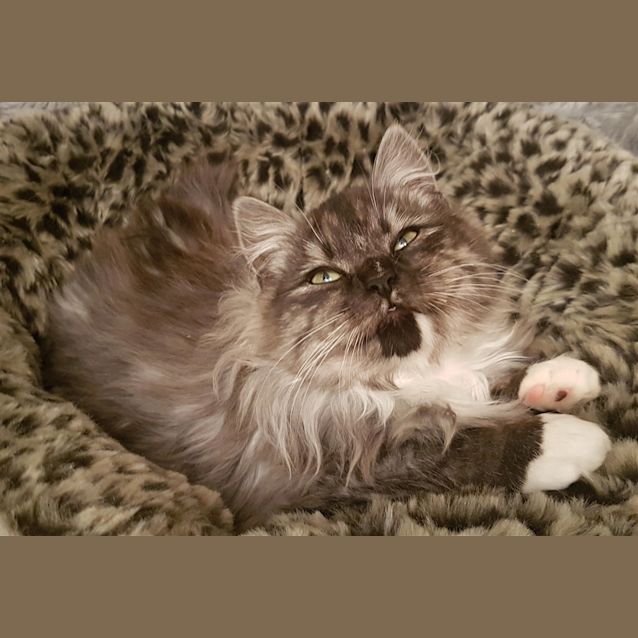 Photo of Falkor