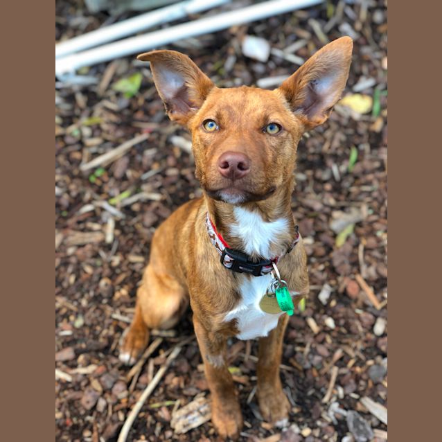 Photo of Taffy