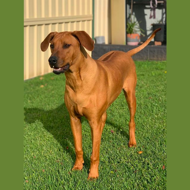 Photo of Hercules (Assisted Rehome) 🌴