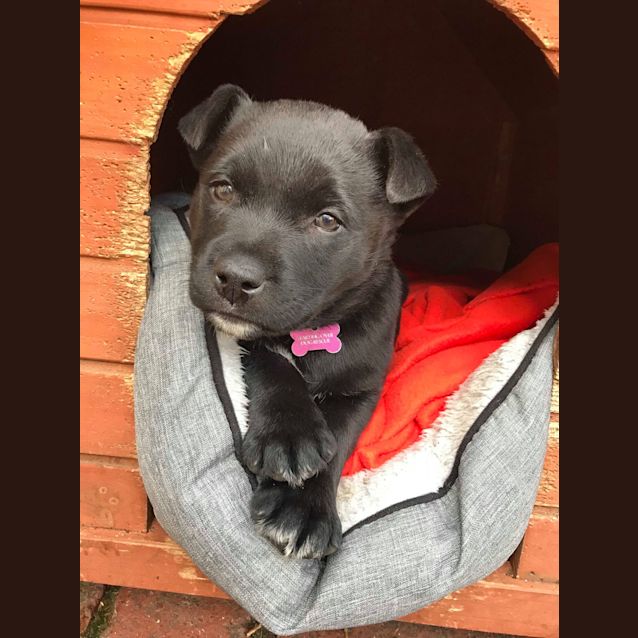 Photo of Fifi