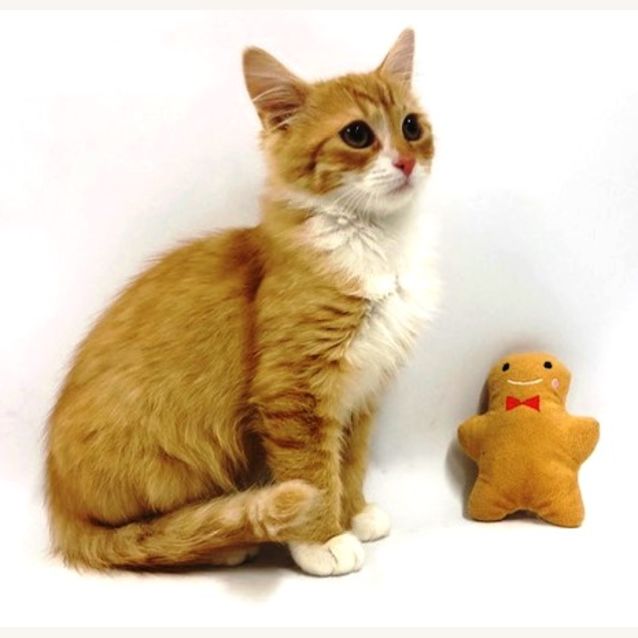 Photo of Stanley