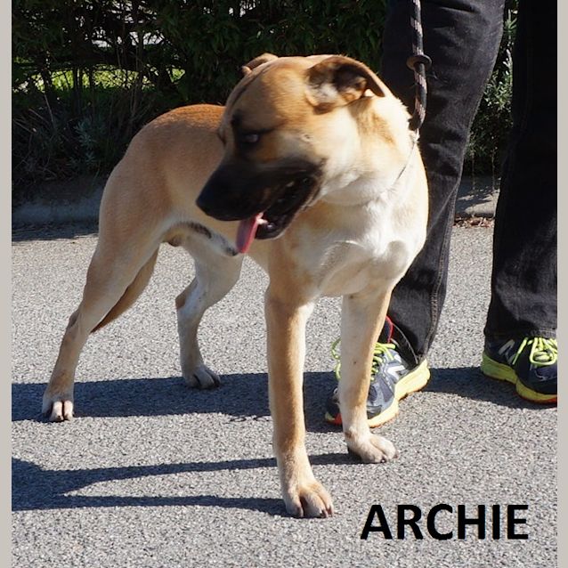 Photo of Archie