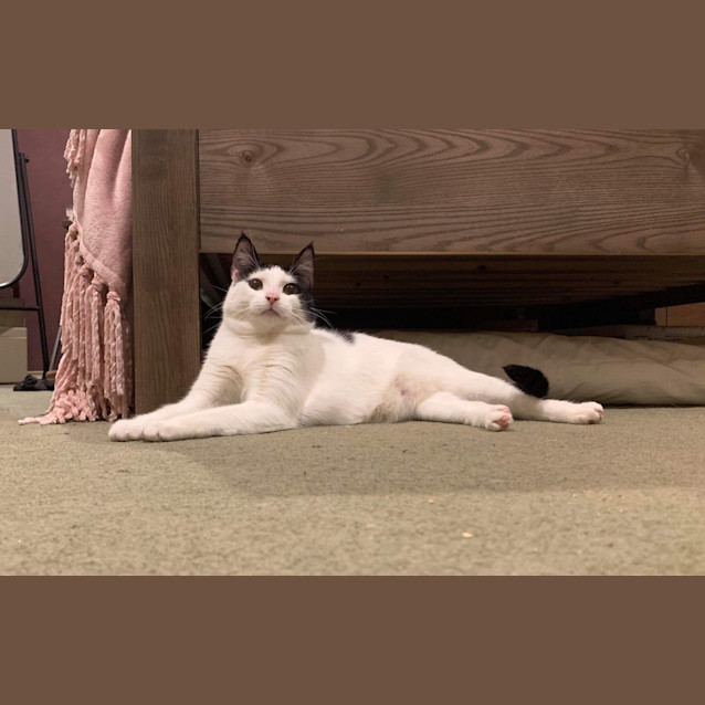 Photo of Gracie