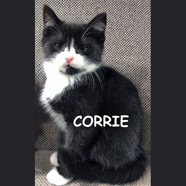 Photo of Corrie