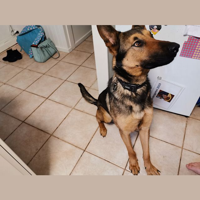 Photo of Fenton