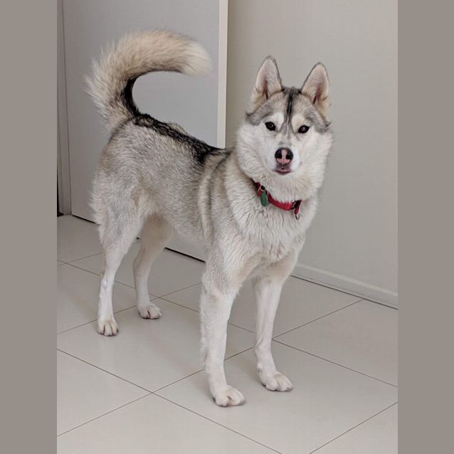Photo of Mishka