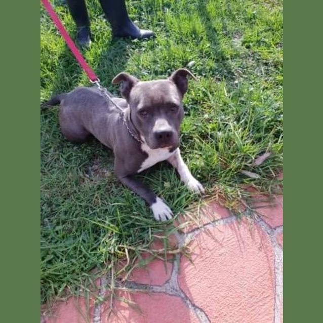 Photo of Jedda ** Pure Breed Blue Staffy **
