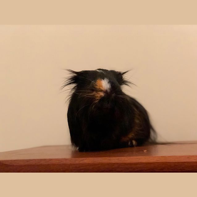 Photo of Pepsi   Desexed 