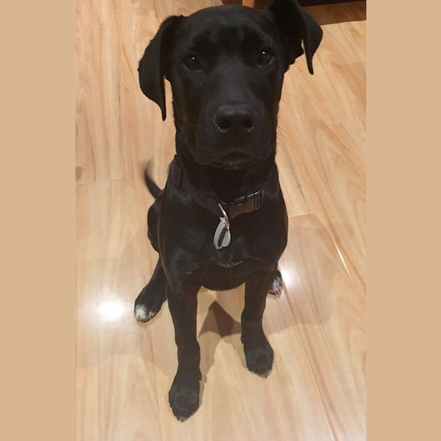 Photo of Mack  **  On Trial  **