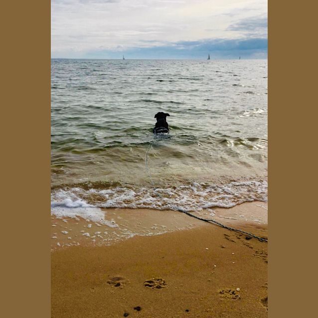 Photo of Brodie Brown Dog