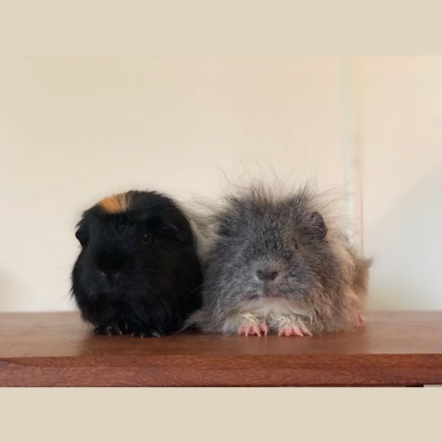 Photo of Skippy And Koala 