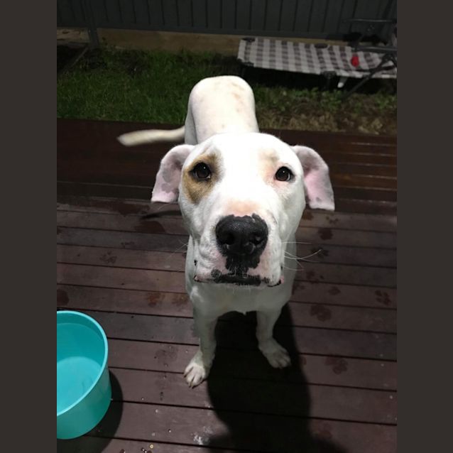 Photo of Obi (Wan Kenobi)