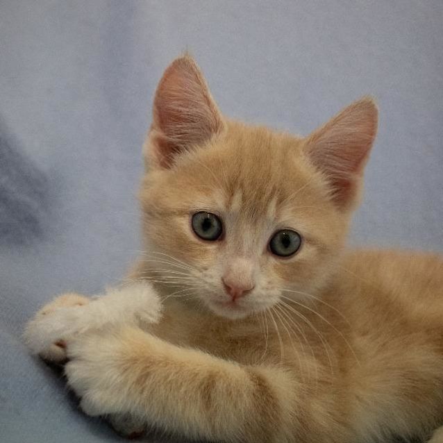 Photo of Copper
