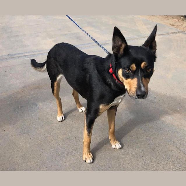 Photo of #1362 Blupar