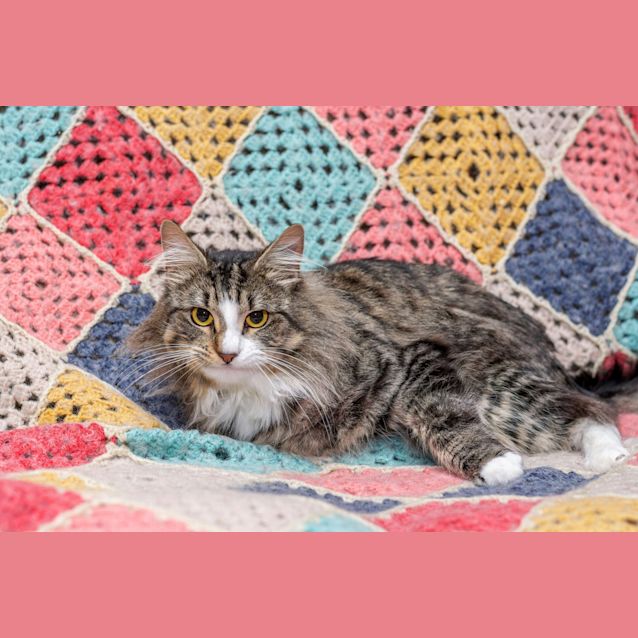 Photo of Bugsy **2nd Chance Cat Rescue**