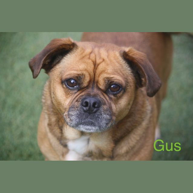 Photo of Gus