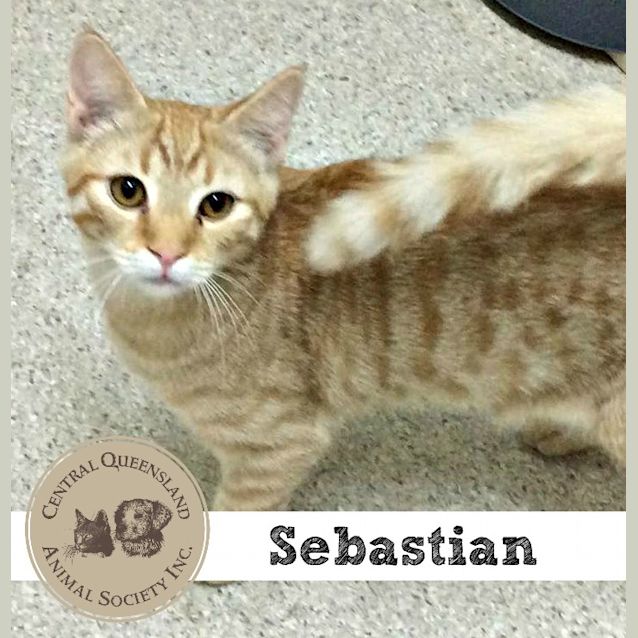Photo of Sebastian