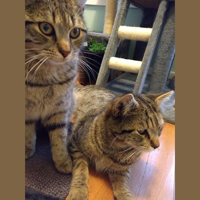 Photo of Raphael    Meet Me In Cat Lounge/Neko Hq Preston