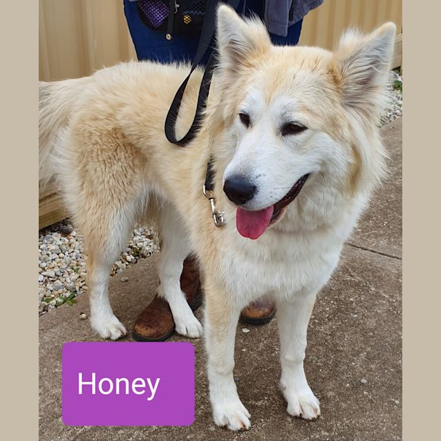 Photo of Honey