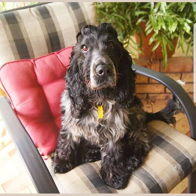 Photo of Poppy D0075