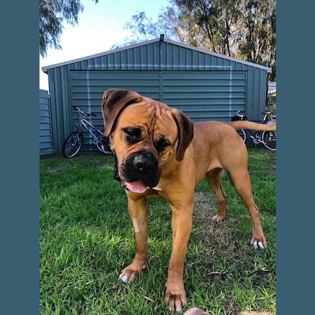 Photo of Brutus D0060