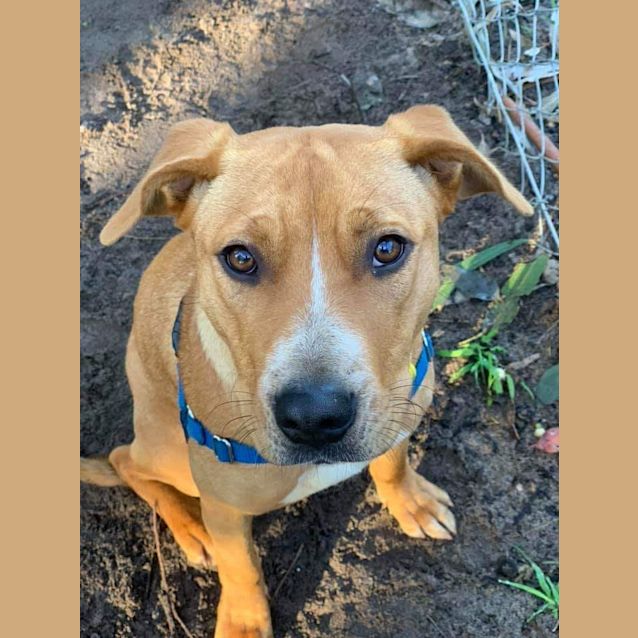 Photo of Bambi D0062