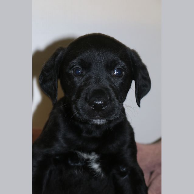 Photo of Laika